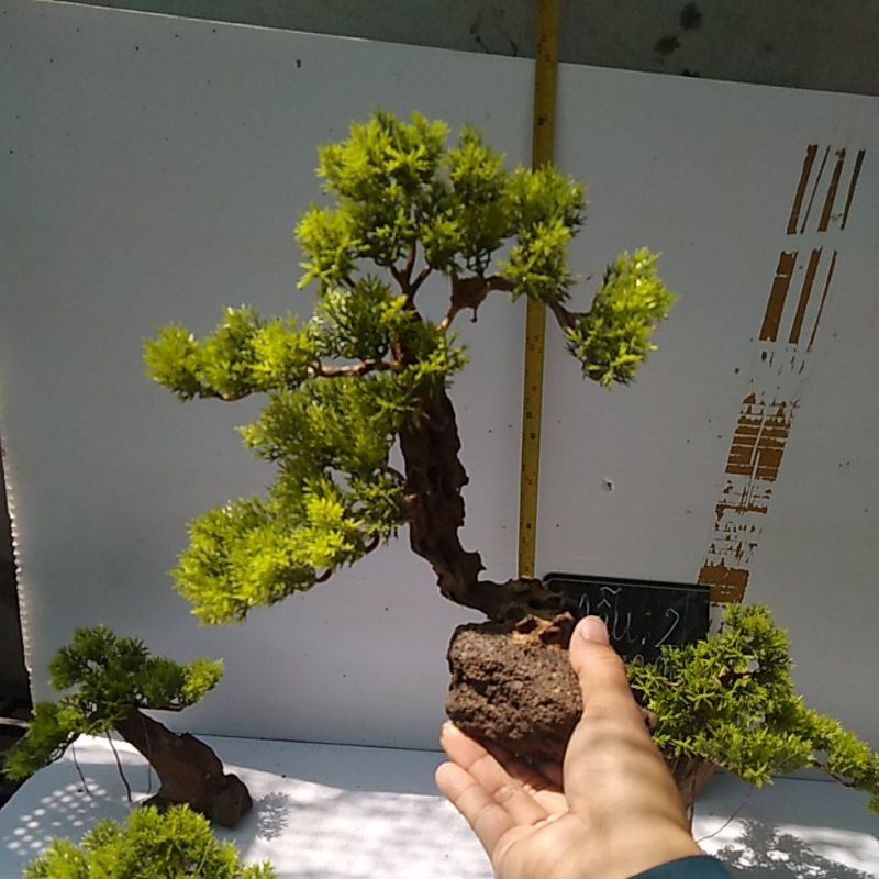 Bonsai bể cá cảnh- bonsai hồ thủy sinh