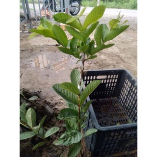 Cây giống ổi găng Đông Dư