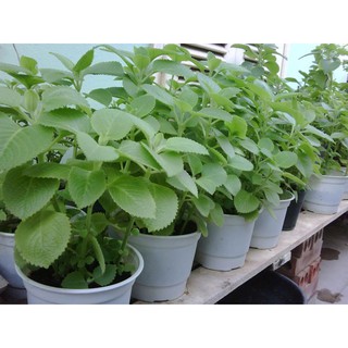 Hạt Giống Húng Chanh - 100 Hạt