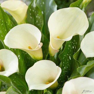 CỦ GIỐNG HOA RUM TRẮNG CỰC ĐẸP, CỦ XỊN, nhiều màu, được chọn màu hoa