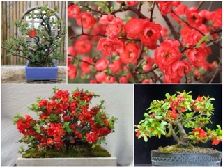 Hạt giống hoa Mai đỏ