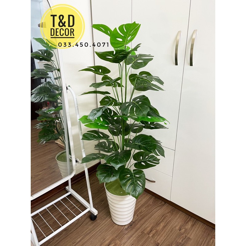 Cây trầu bà monstera/ Cây lá rùa 1M3