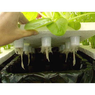Dung dịch thủy canh BioLife VD 1lit
