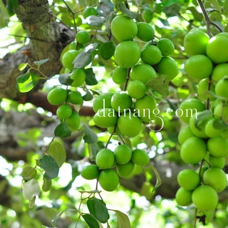 Táo sấy dẻo Ninh Thuận - Đất Nắng 150g