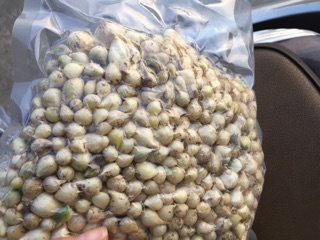 Hành tăm( củ nén)