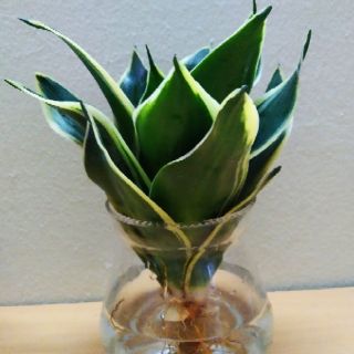 Cây lưỡi hổ thủy sinh