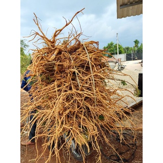 Củ đinh lăng nếp 5năm tuổi chở lên 1kg - 1,2kg chuẩn Tây Nguyên