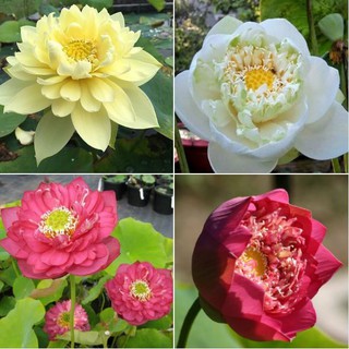 Hạt giống hoa sen bách diệp trăm cánh 5 hạt