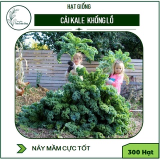 Cải Xoăn Kale Mỹ Khổng Lồ 300 hạt