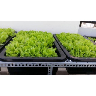 Combo 5 Khay trồng rau thông minh 65cm