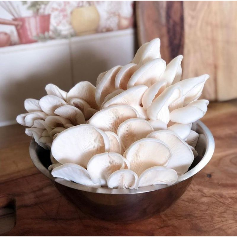 Combo 5phôi bào ngư trắng