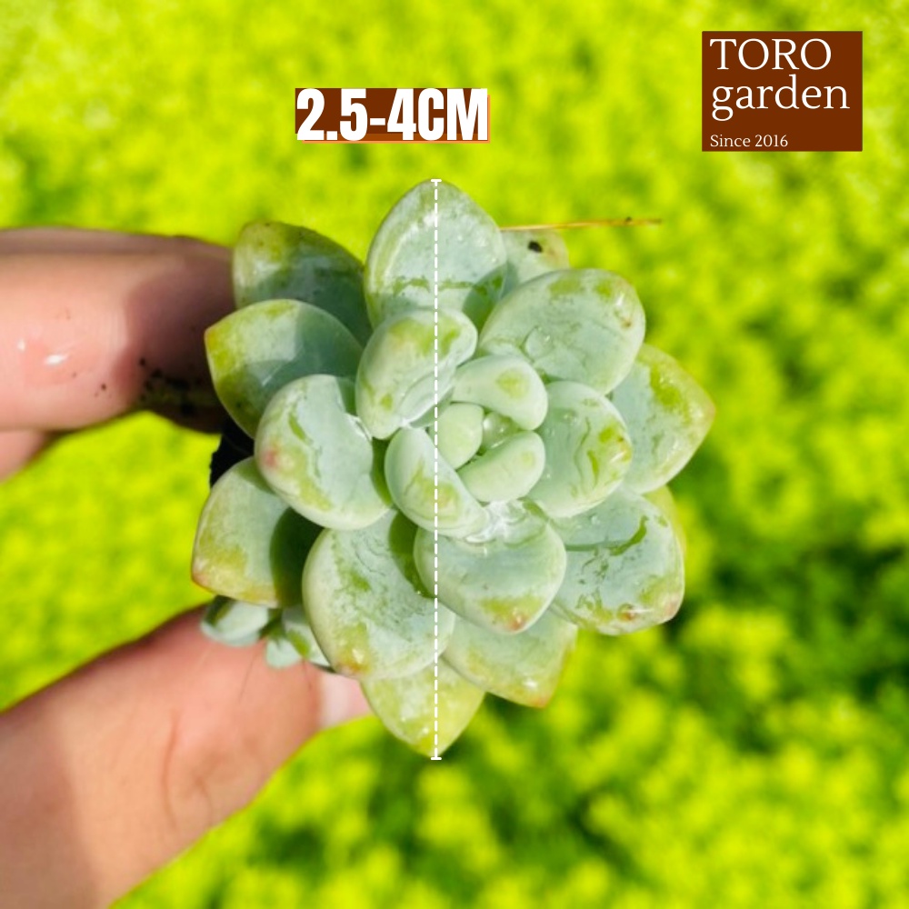 Sen đá sỏi thiên thanh Đà Lạt size mini cây cảnh trang trí nhà cửa Toro garden