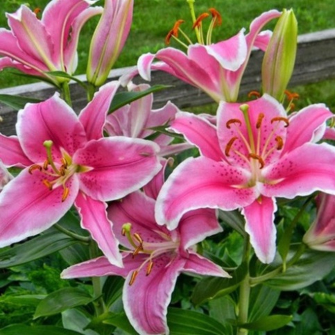 Củ ly cao Hà Lan thơm siêu hoa mix đủ màu