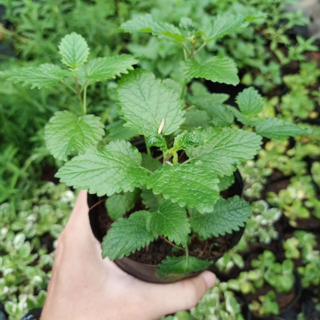 Cây Bạc Hà sả chanh - Lemon Balm