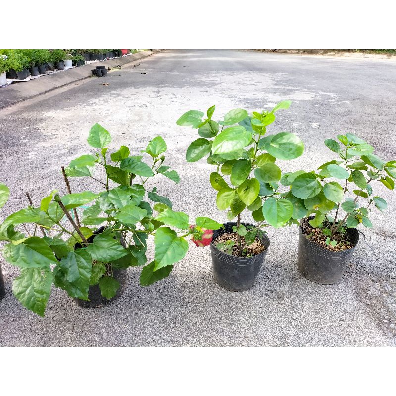Cây Hoa Bông Bụt Thái Kép