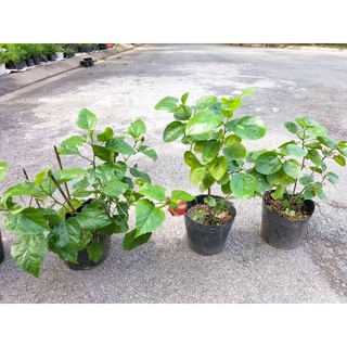 Cây Hoa Bông Bụt Thái Kép (Cây bông bụp thái kép)