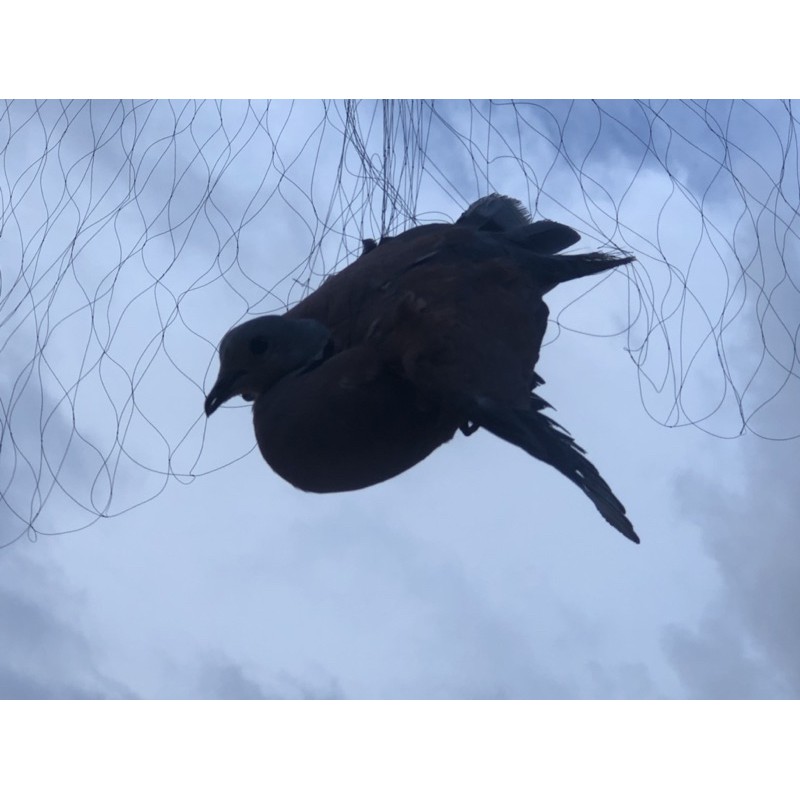 60m lưới tàng hình mắt 7 phân.5 viền 4 túi