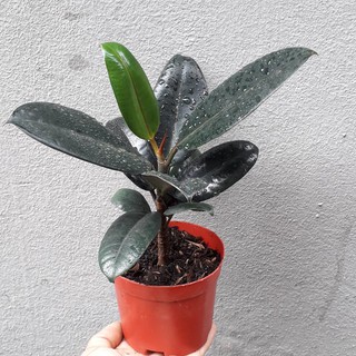 Cây đa búp đỏ để bàn dễ chăm sóc