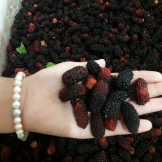 Dâu tằm ăn 2kg lên men với đường phèn.