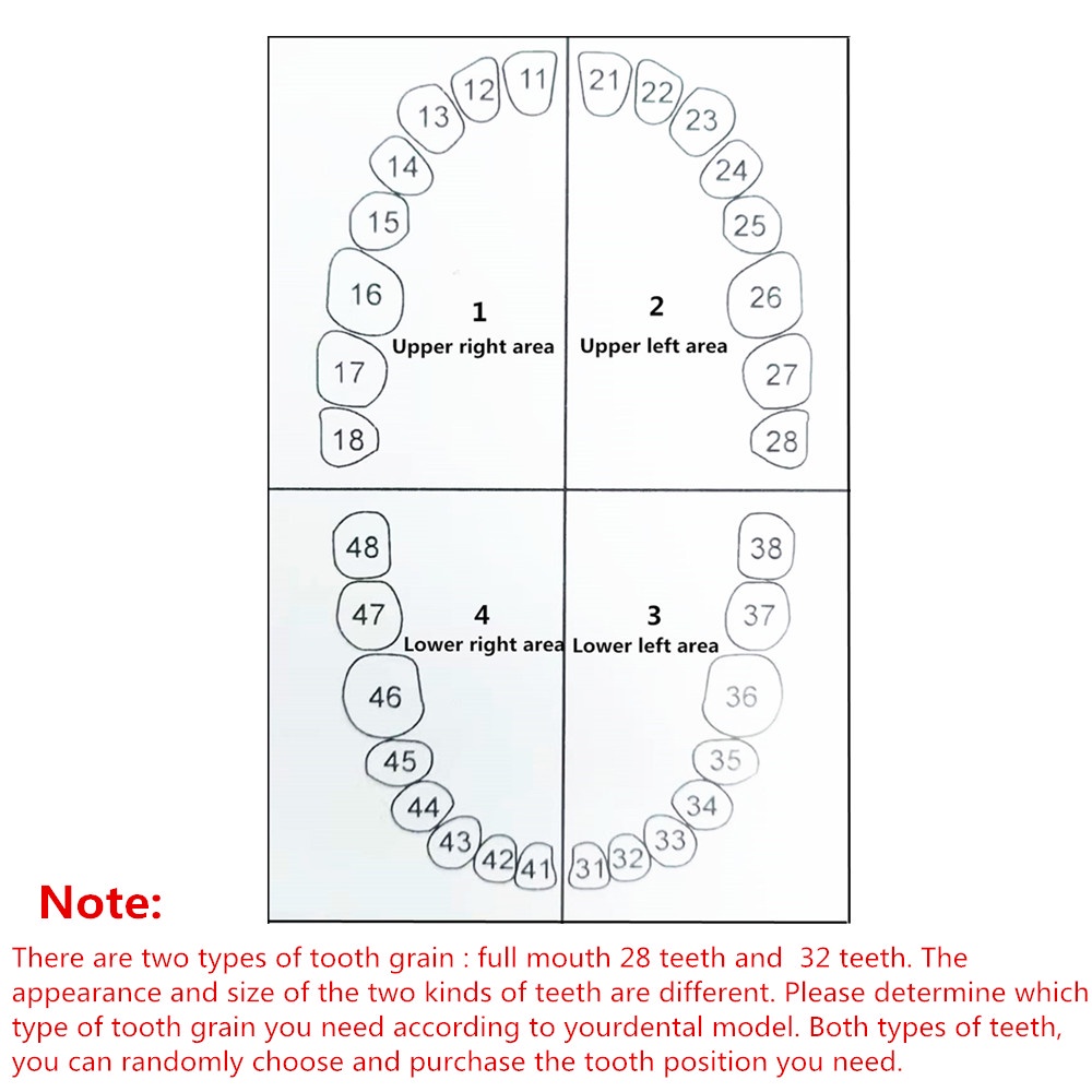 Bộ 28 Mô Hình Răng NISSIN 500 Thay Thế Hỗ Trợ Dạy Học