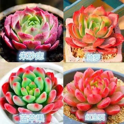 Combo hơn 20 loại cây sen đá  cây mọng nước quý hiếm  tỷ lệ nảy mầm cao tới 99% 100h