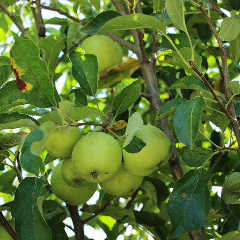 Giống Táo Mỹ Xanh