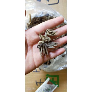 củ giống hoa mao lương