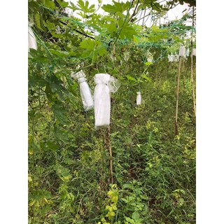 Khổ qua hữu cơ