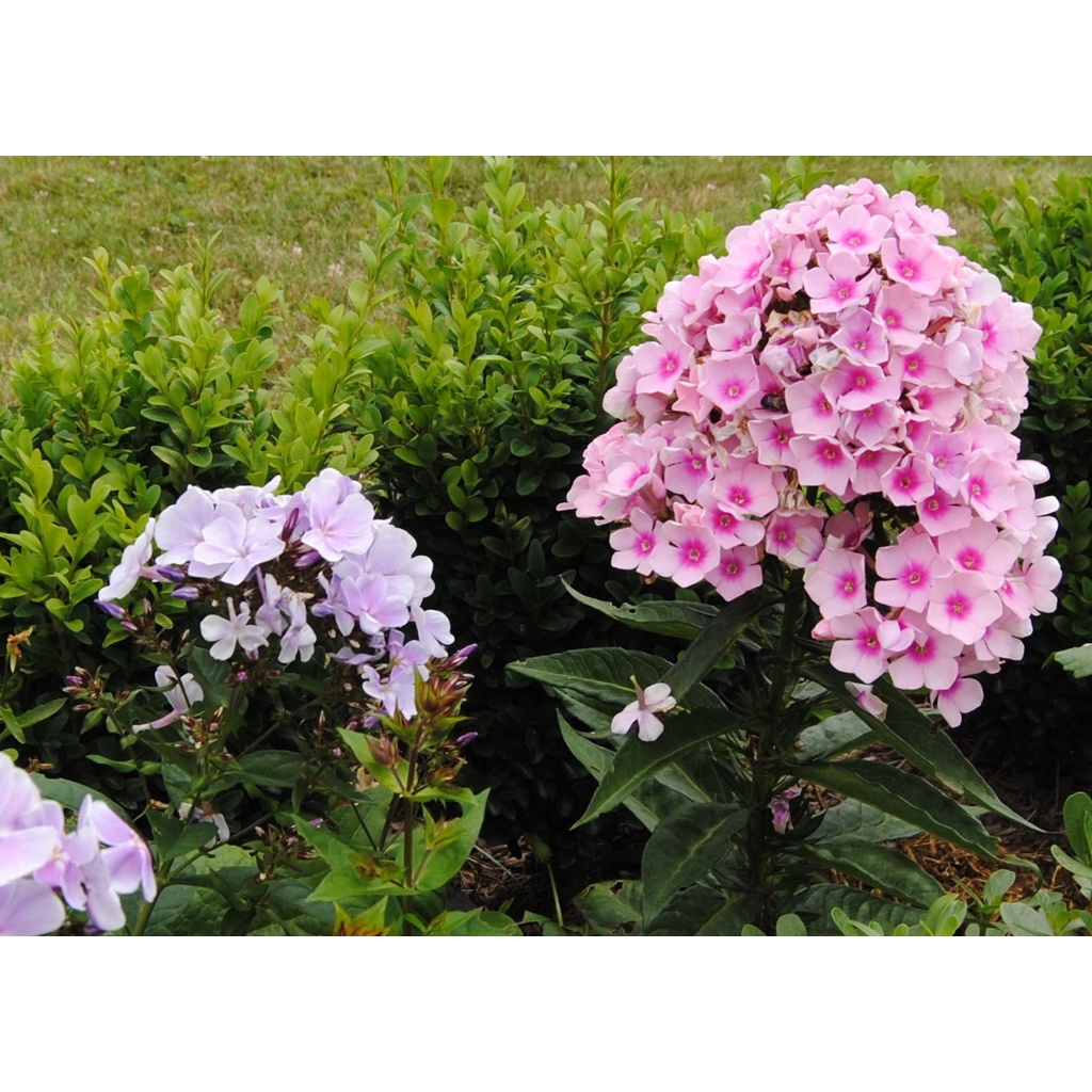 Hat Giống Hoa Thanh Trúc F1 Loại mix màu dễ trồng hoa nở đẹp chống sâu bệnh