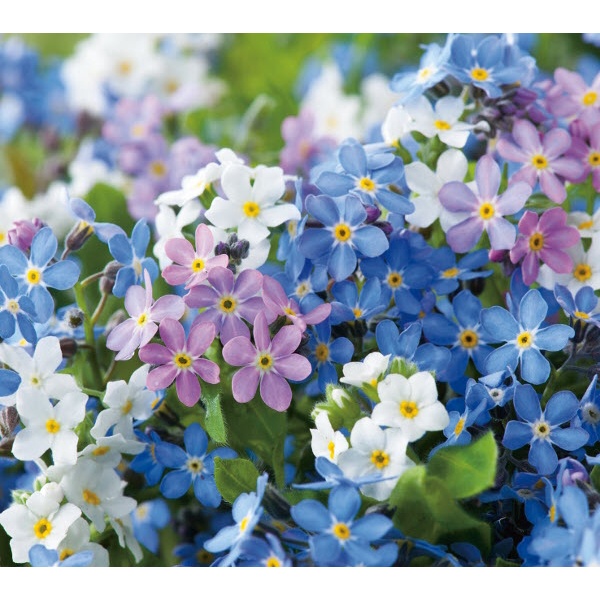 Hạt Giống Hoa Lưu Ly Forget Me Not Mix - SL: 100 HẠT