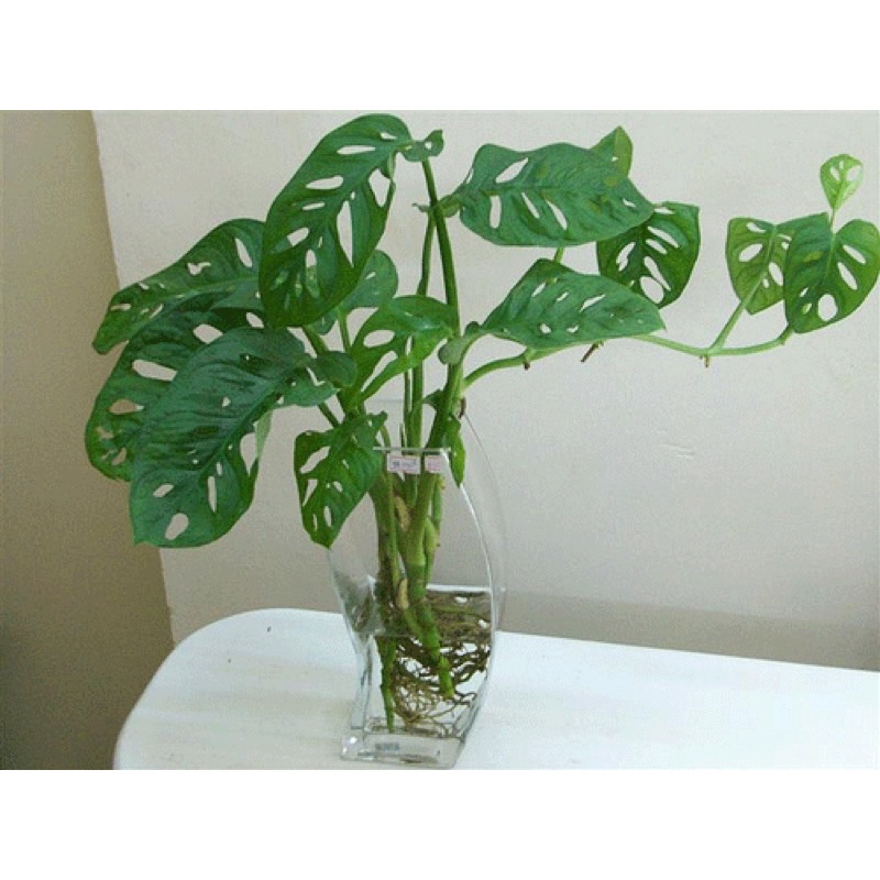 Cây Monstera adansonii Five Holes  chậu nhựa