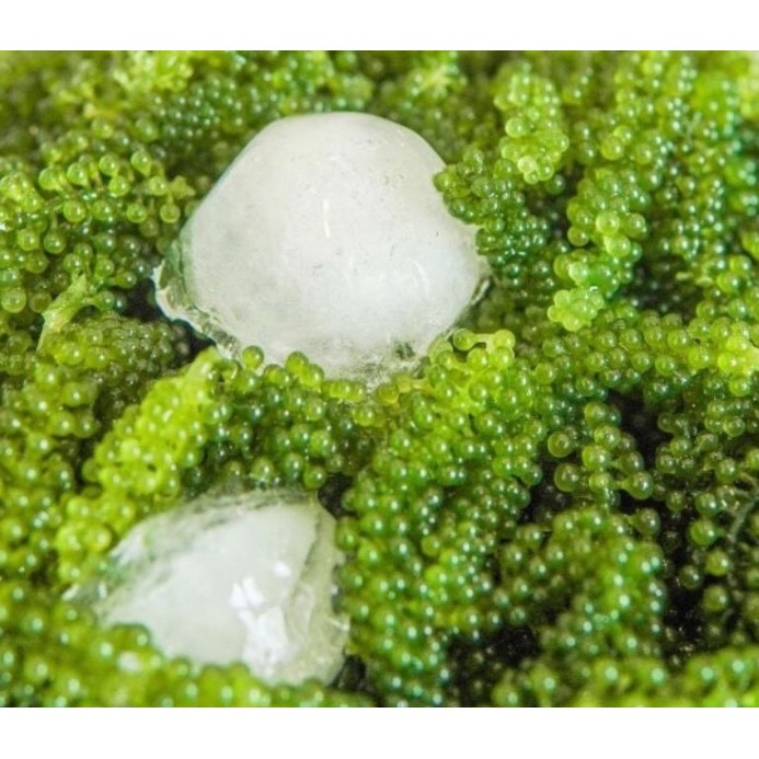 Rong Nho Tách Nước Gói 100Gram - Giàu Dinh Dưỡng - Công Nghệ Tách Nước Tiêu Chuẩn Nhật Bản | BigBuy360 - bigbuy360.vn