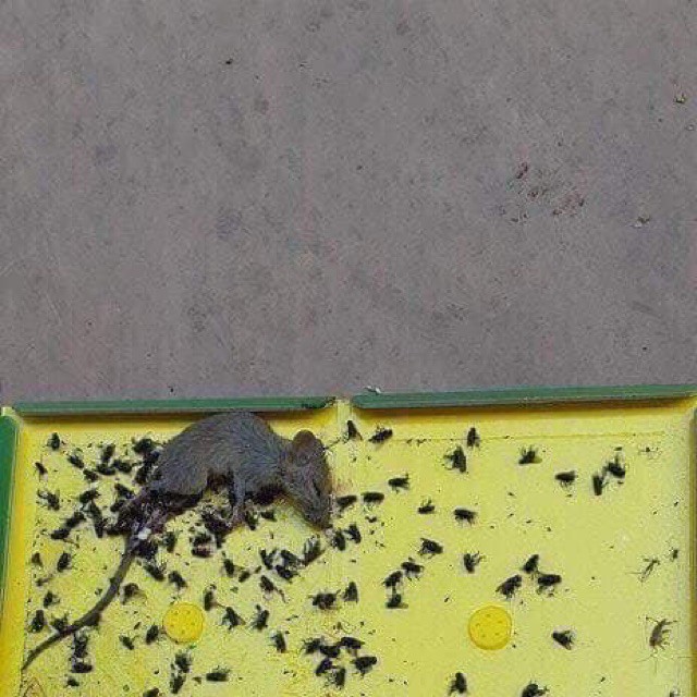 Keo dính chuột xanh