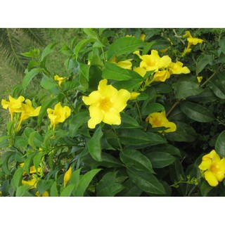 cây hoa leo HUỲNH ANH (KHUYÊN VÀNG) - BẦU CÂY GIỐNG - HOA VÀNG RỰC RỠ