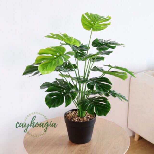 Cây giả- Cây Lá Rùa Decor 50cm