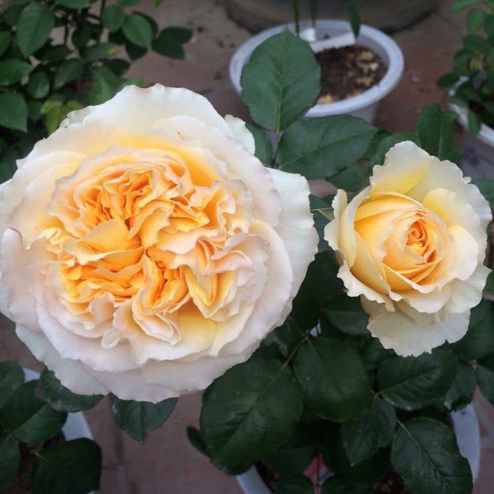 Hoa hồng ngoại Beatrice rose – Bông lớn - Hương thơm-Vườn Hoa Melinhrose