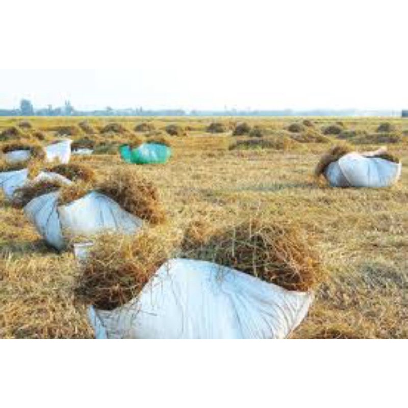 Rơm khô- Rơm trang trí- Rơm trồng cây-Rơm cho pet 500gr, rơm cuộn 13kg