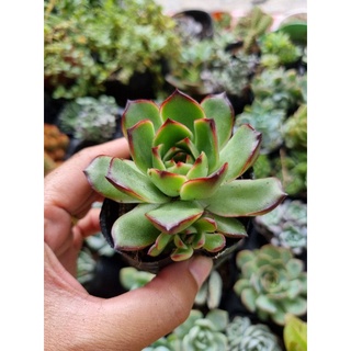 Combo 10 sen đá size bầu 5-7cm (10 loại khác nhau)