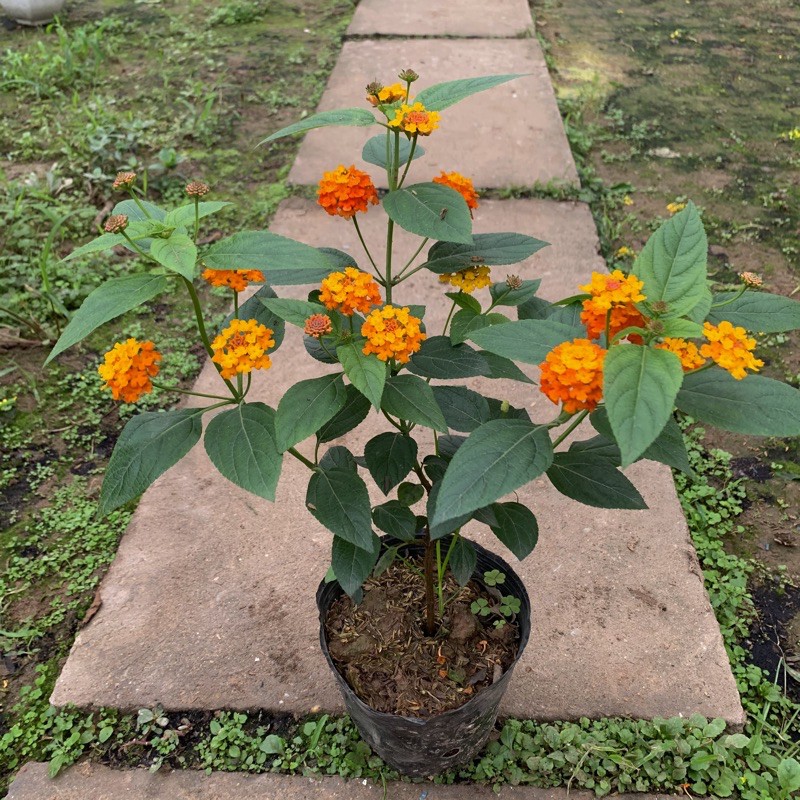 Cây hoa ngũ sắc cam cao 15 - 20cm, tốc độ sinh trưởng cực tốt và sai hoa, trồng ven tường rào và trang trí sân vườn