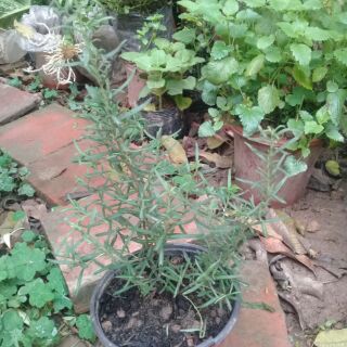 Cây hương thảo rosemary