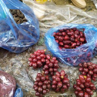 Quả thảo quả tươi 1kg.