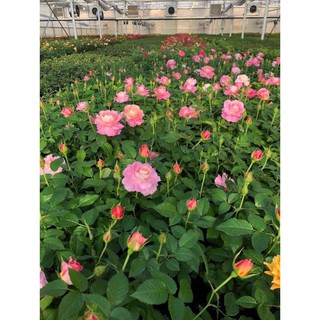 Combo 10 cây hoa hồng tỉ muội siêu bông (giâm cành, rễ bầu, cây khỏe) - Mua 10 tặng 2 và 1 gói kích rễ