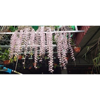 Hoa Lan đột biến hạc vỹ(1 bó hình cuối)
