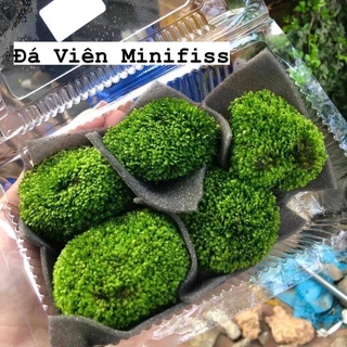 Đá Bám Rêu Minifiss Trang Trí Bể