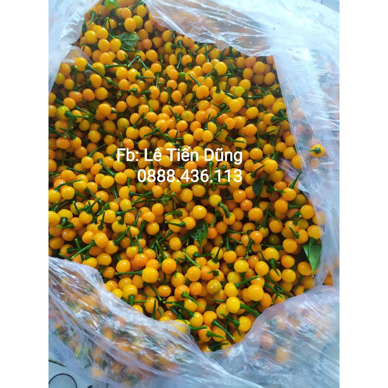 Sale 100gram  quả tươi Ớt Charapita - Peru.