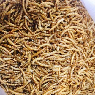 Sâu Worm sấy khô size trung - thức ăn cho Hamster, Nhím, Sóc