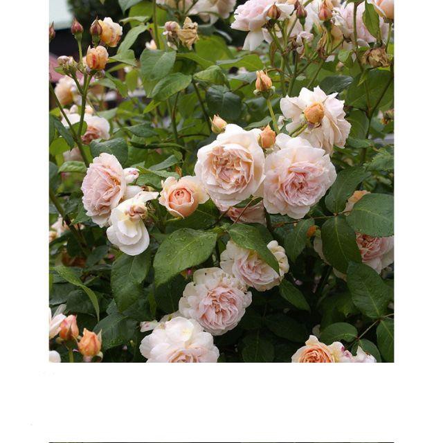 Gói 20 Hạt Hoa hồng ngoại Juliet tuyệt đẹp_tặng kích rễ ĐẾN MÙA TRỒNG TẾT  KHUYẾN MẠI SHOP MỚI HẠ GIÁ SỈ