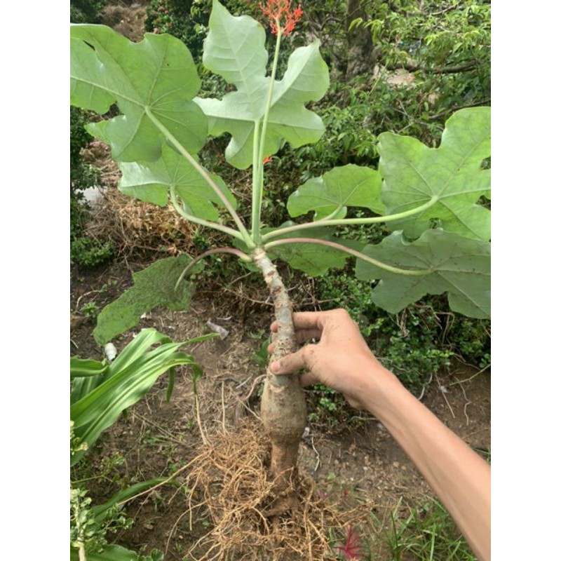 Cây ngô đồng cây sen tàu làm giống dùng làm cảnh hoặc làm thuốc