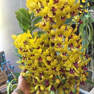 Hoa Lan Dendro vàng lưỡi đỏ cây trưởng thành sắp hoa
