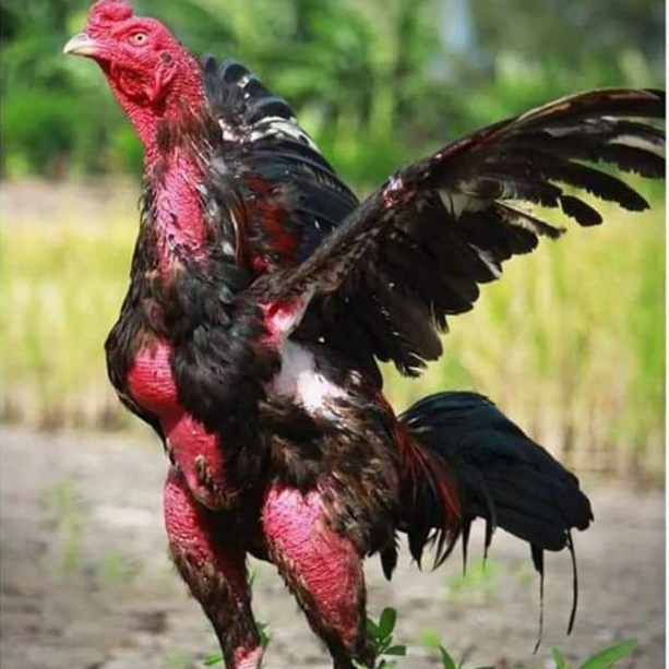 Redmin vàng cao cấp cho gà đá   - tăng bo - tăng sức mạnh cơ bắp